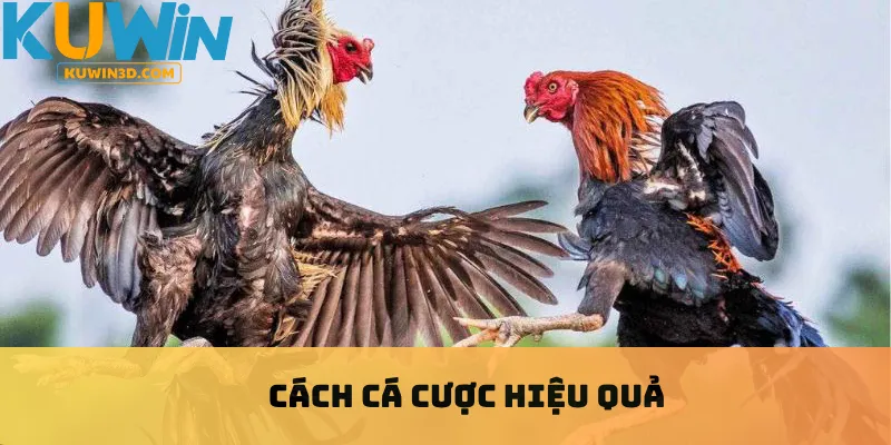 Cách cá cược hiệu quả