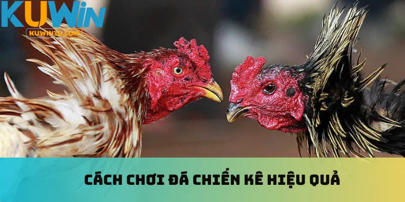 Cách chơi đá chiến kê hiệu quả