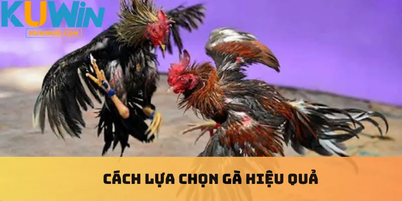 Cách lựa chọn gà hiệu quả