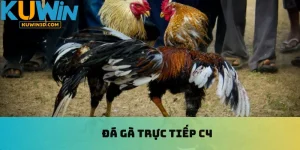 Đá Gà Trực Tiếp C4