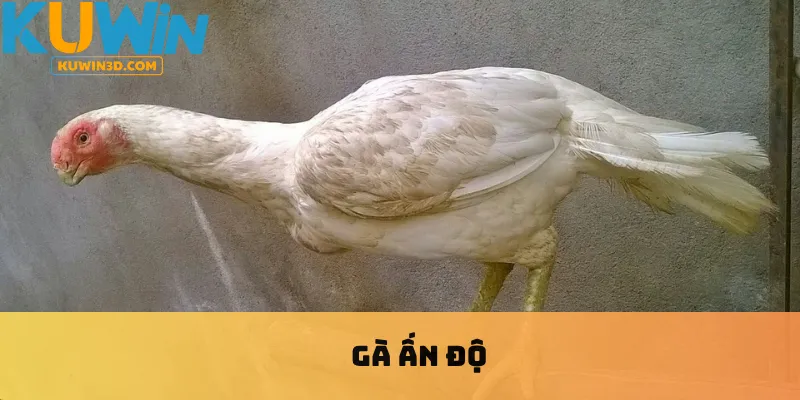 Gà ấn độ