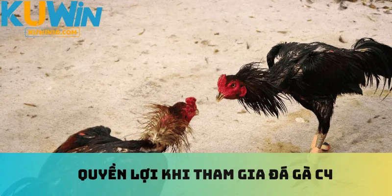 Quyền lợi khi tham gia đá gà C4